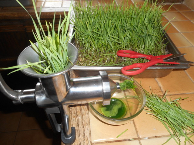 Wheat grass juice is a natural, healthy dog remedy