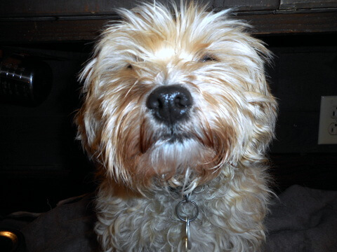 Disappointed doggie!
