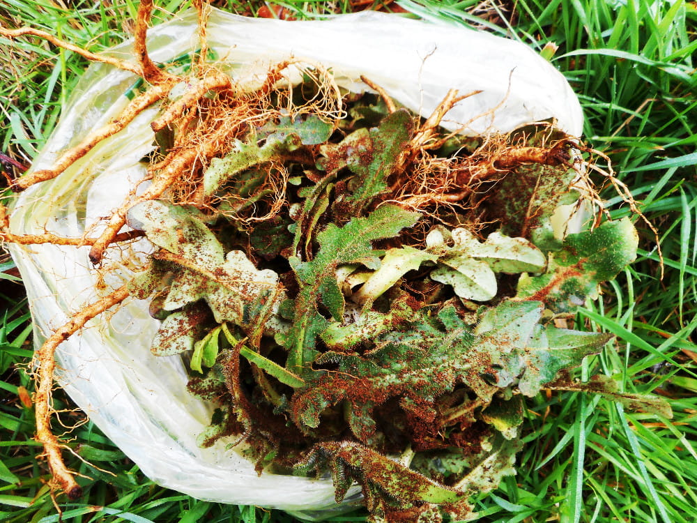 We just picked these wild dandelion roots and greens