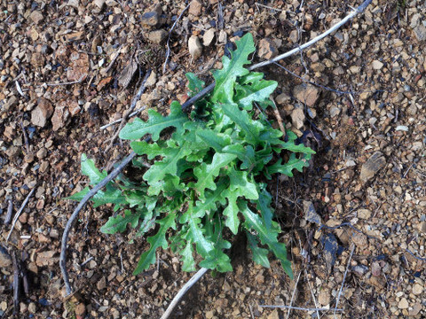 I picked these wild dandelion greens for my dog's supplement powder