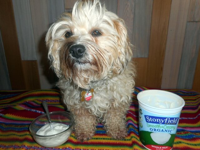 Nimble's organic yogurt contains friendly digestive bacteria which helps prevent bad dog food reactions