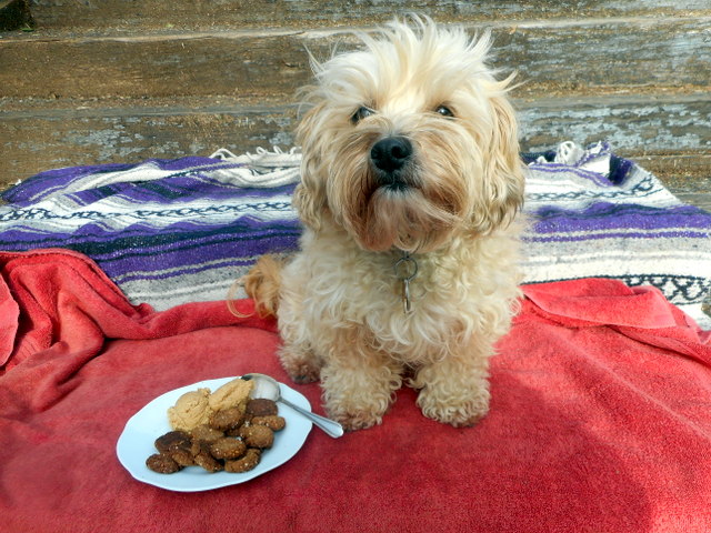 This dog would drink too much water if she ate all these home made peanut butter treats