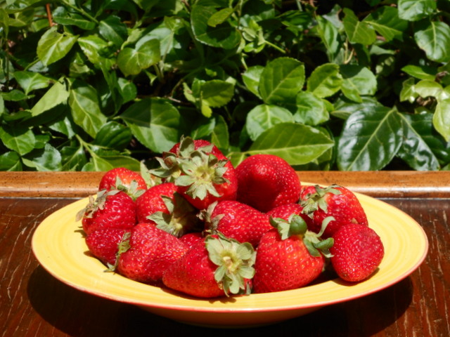 Can dogs eat strawberries?  Only if they're certified organic!