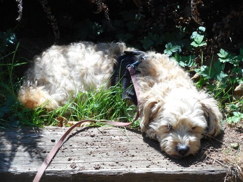 Nimble won't need a dog indigestion remedy for over-excitement after eating because she is resting with only the birds and the bees!