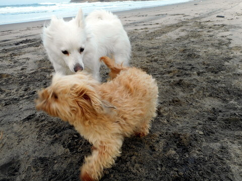 After Nimble finishes playing with this dog at the beach a big plate of safe healthy dog food will digest perfectly!
