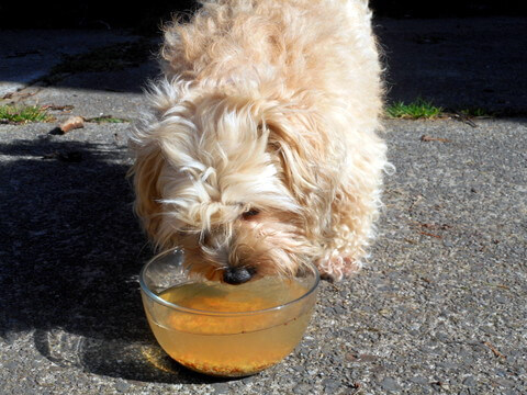 My Nimble Dog drinking lots of distilled water after a workout!