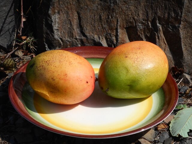 These ripe mangoes are as nutritious as feeding your dog vegetables