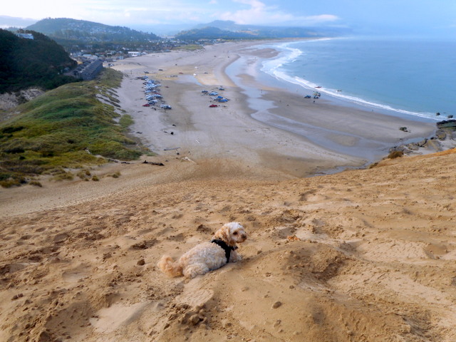 Good dog flea remedy... exercise and cold winter sand