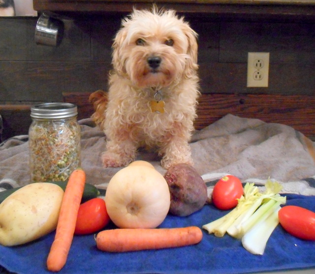 Your organic dog food brand needs to include a good variety of vegetables